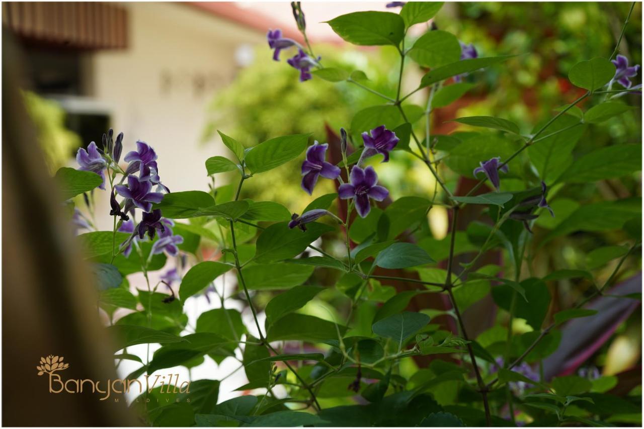 Banyan Villa Maldives Dhangethi Exterior photo